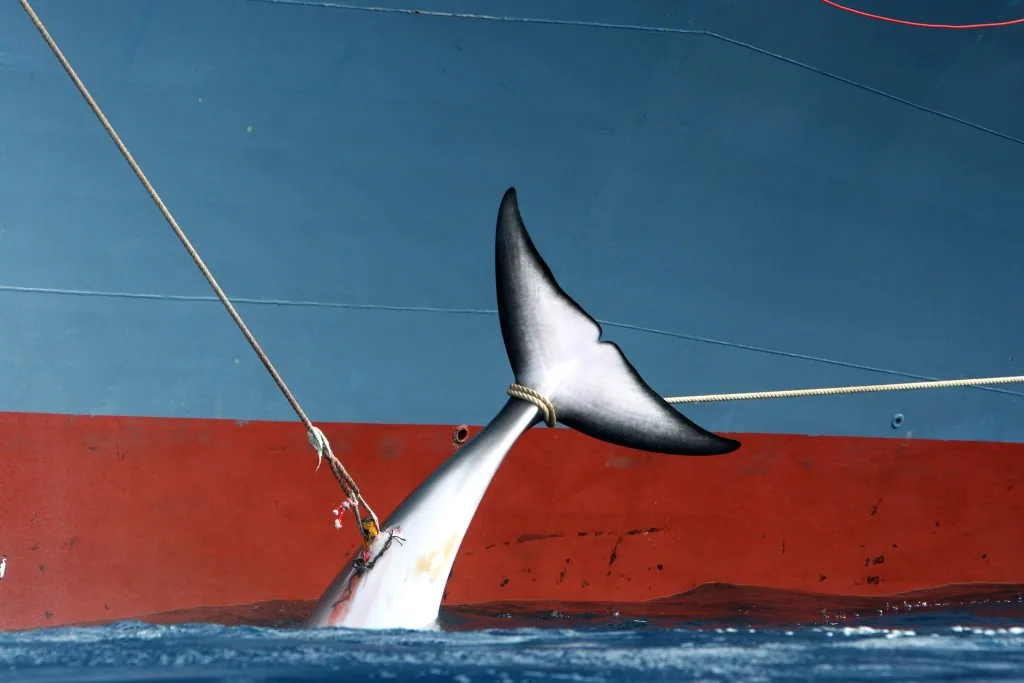 WIRED: The Japanese Barely Eat Whale. So Why Do They Keep Whaling?