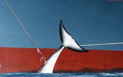 WIRED: The Japanese Barely Eat Whale. So Why Do They Keep Whaling?